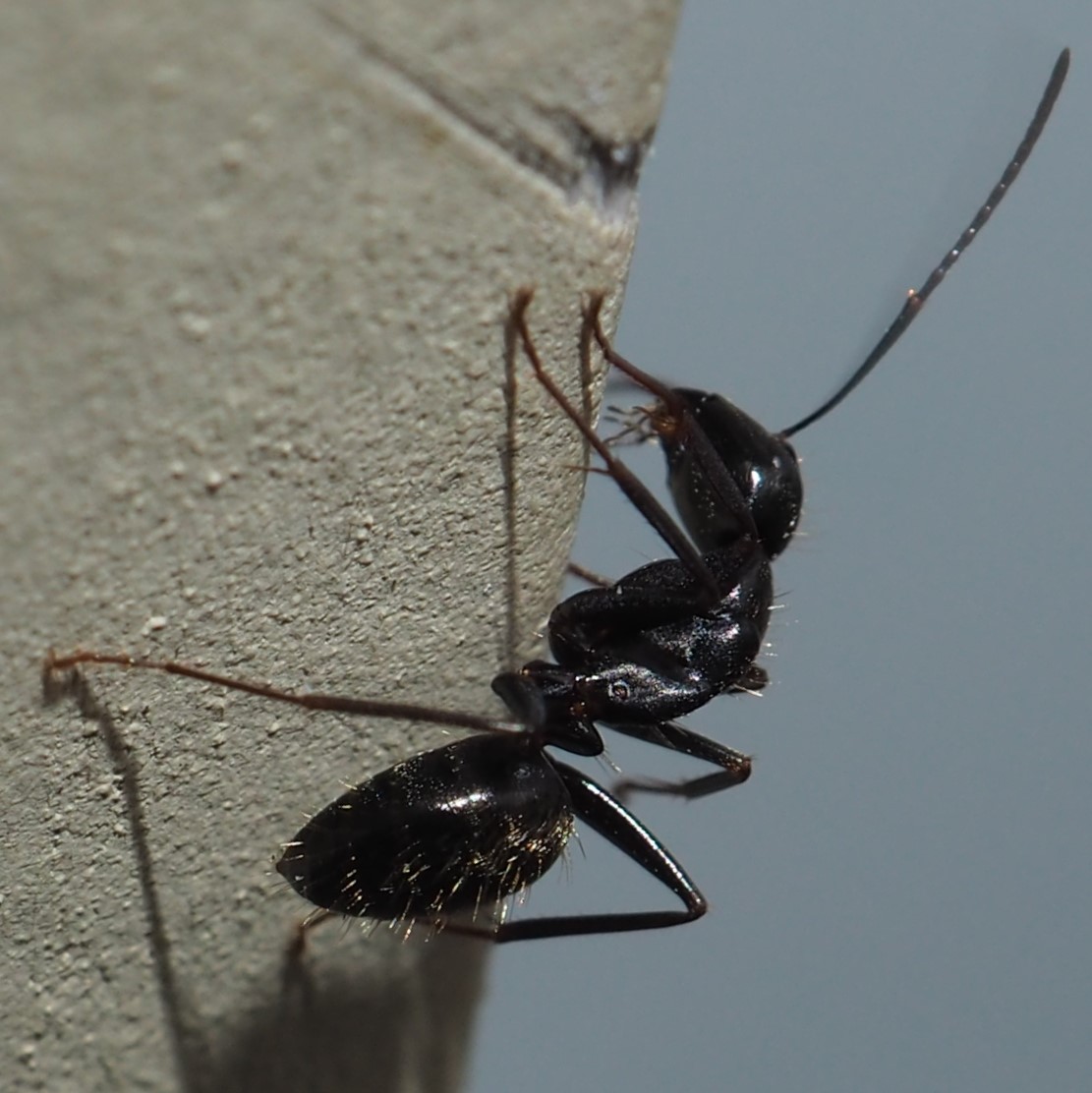 pavement ant queen